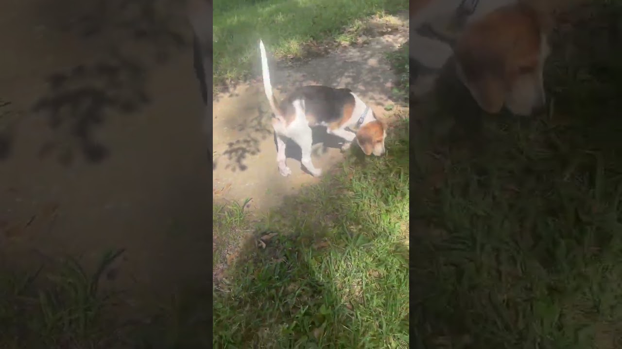 Enlarge Sully, a Adoptable mixed breed in Princeton, MA video 6/6