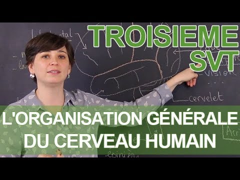 L'organisation générale du cerveau humain
