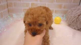 トイプードルの動画01