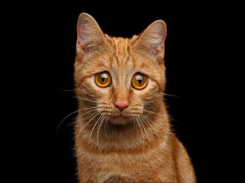 Bizarre Contact - Terra Magica (Remix)