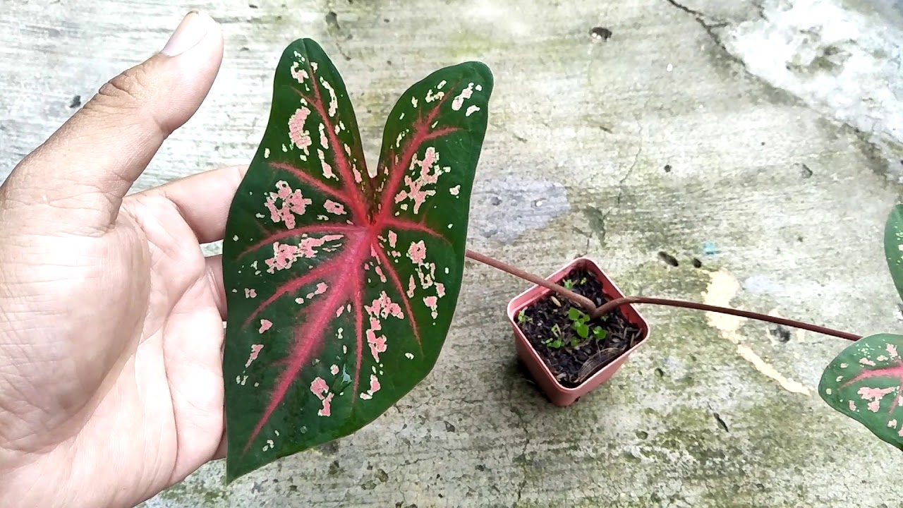 caladium red flash
