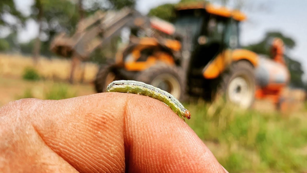 CONTROLE DE LAGARTA! começou as chuvas, hora de ficar de olho na sua pastagem.
