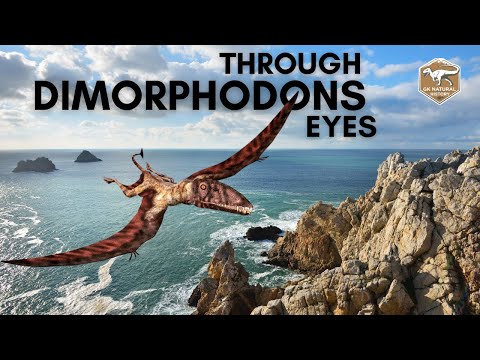 Through Dimorphodon Eyes