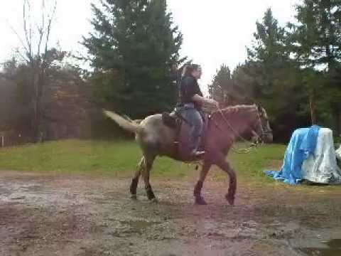 Louies Riding Session Clinton Anderson 10-27-15