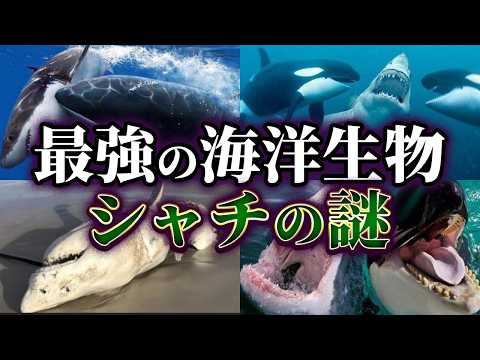 古代の海洋生物が研究者を驚かせる – 人間との「類似点に驚く」