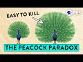 The Sexy Paradox That Stumped Darwin