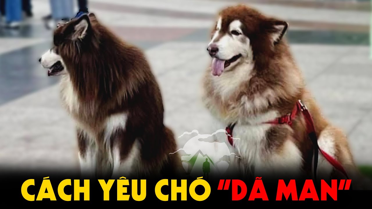 Tánh Linh Loài Chó - Cách con người "Yêu Chó Dã Man"