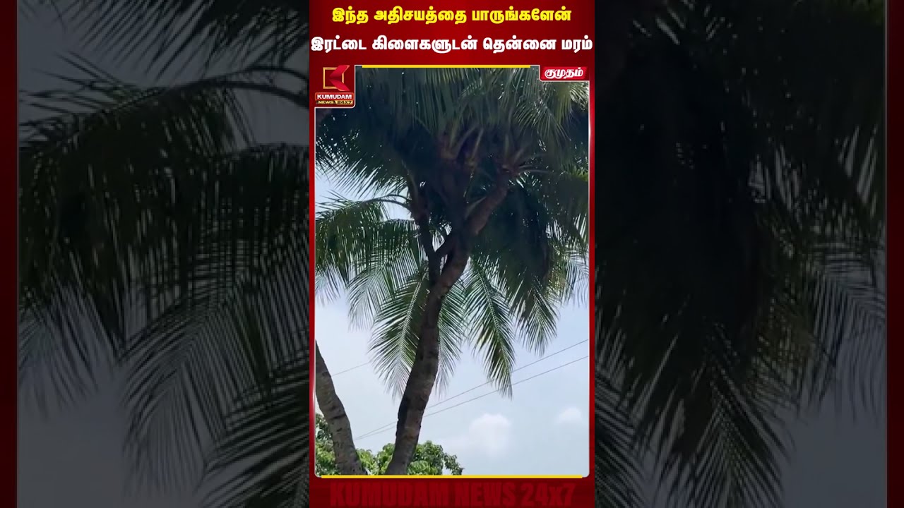 இந்த அதிசயத்தை பாருங்களேன்..! இரட்டை கிளைகளுடன் தென்னை மரம் | Coconut Tree | Kumudam News