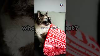 Scarves has already reached the winners and are keeping them and their fluffy friends warm! 🧣