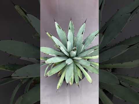 IUCN分類における絶滅の危険性を示す図。