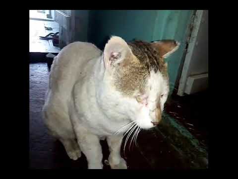 KYA KHOOB LAGTI HO BADI SUNDAR DIKHTI HO