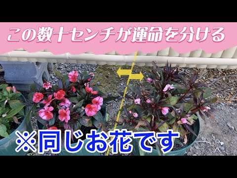 園芸 オウムのくちばし、ザンジバル インパチェンス、ニアムニアム