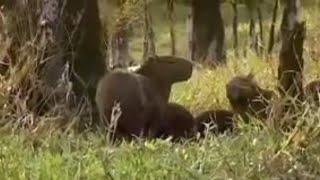 Capibara Animals in the Tropical Amazon Rainforest | BBC Studios
