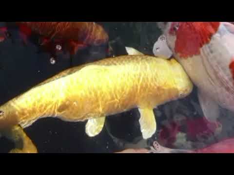 Opwekking 642 De rivier