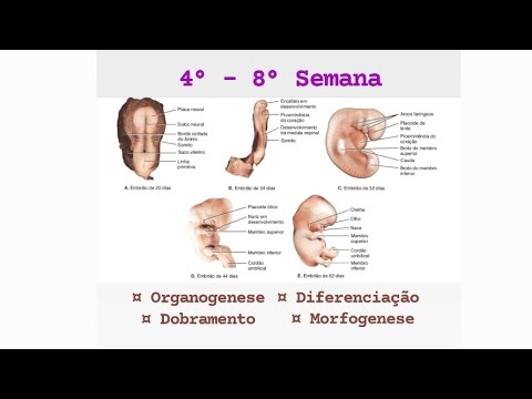 4th to 8th Week of Embryonic Development