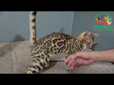 Nivara Exotics - Discount Offers On Bengal Cats