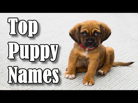 download lagu mp3 mp4 Girl Dog Names After Cities, download lagu Girl Dog Names After Cities gratis, unduh video klip Girl Dog Names After Cities
