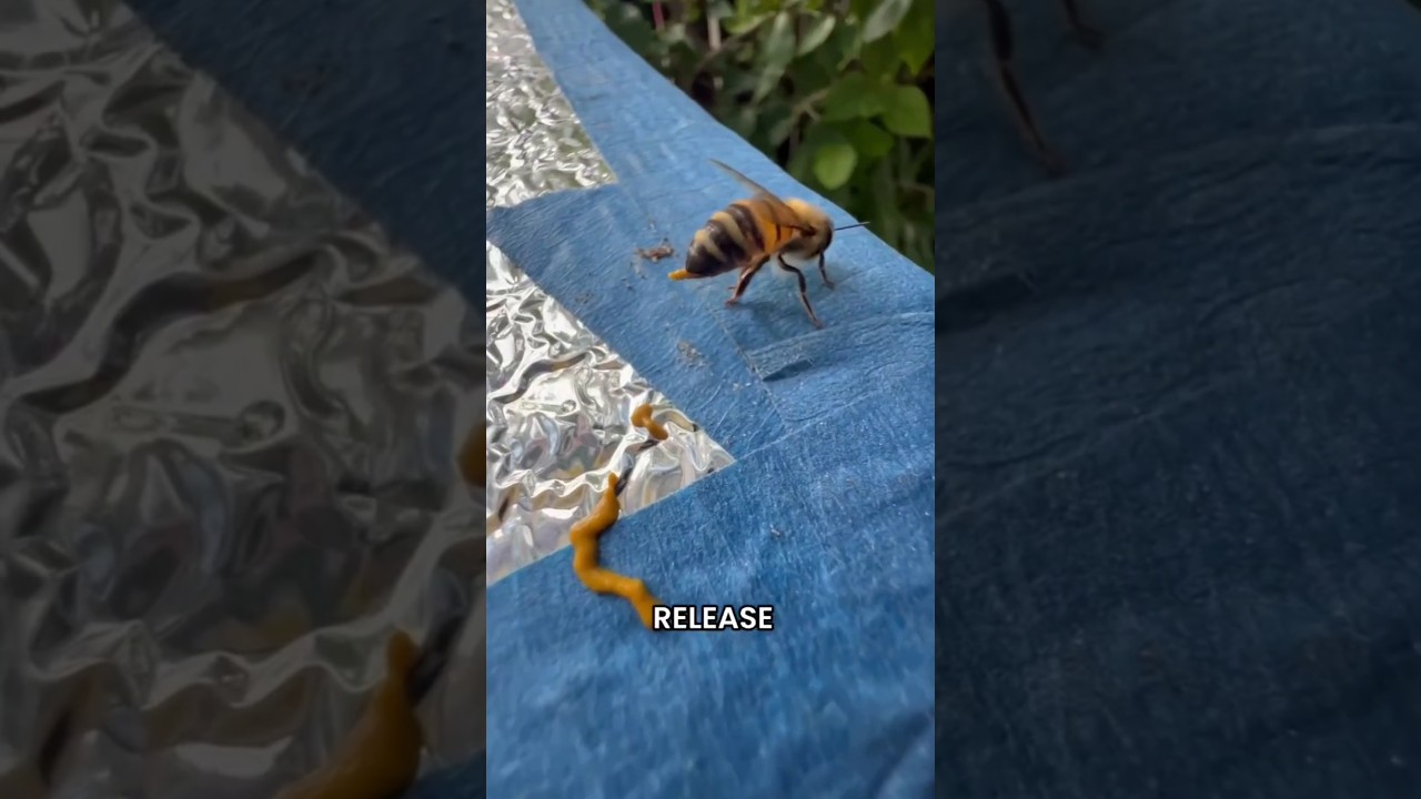 Why You Shouldn’t Eat This Honey