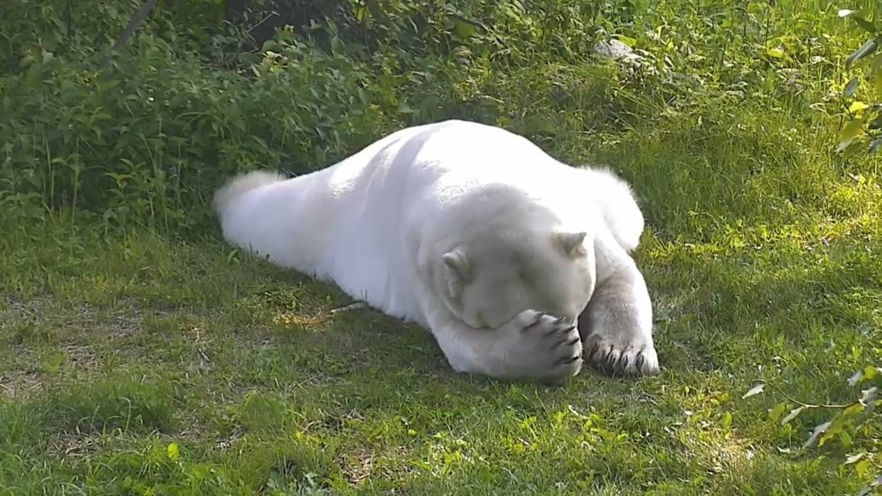 An adorable snoozing Henry the polar bear