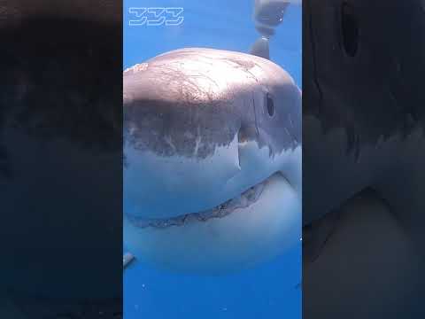 Great White Shark Bite 