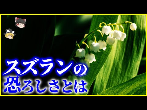 スズラン 植物