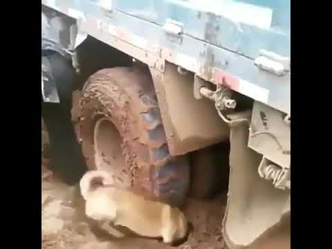 Собака помогает дальнобойщику