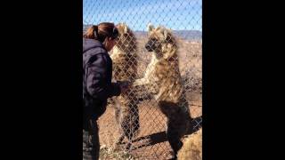 Hyenas Laughing