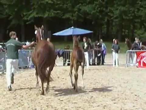 Hengstfohlen v. Foundation x StPrSt v. Relevant