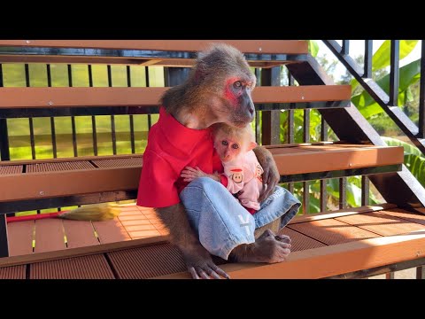 Sweet Moments of YoYo Jr and Monkey YuLi by the Stream