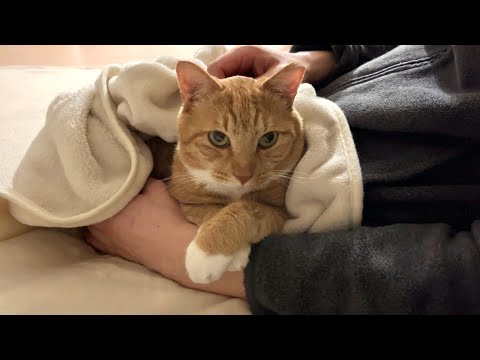 자기가 귀여운 걸 아주 잘 아는 고양이