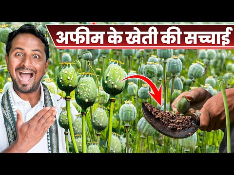 अफीम की खेती कैसे करें?😳लाइसेंस, नियम और PROFIT 🤩🤑 Khas Khas Farming in India | Indian Farmer