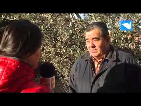 💥 Accidentado final de encierro en Valdemorillo (Madrid) 🎥 @luciiiiiaaaa._