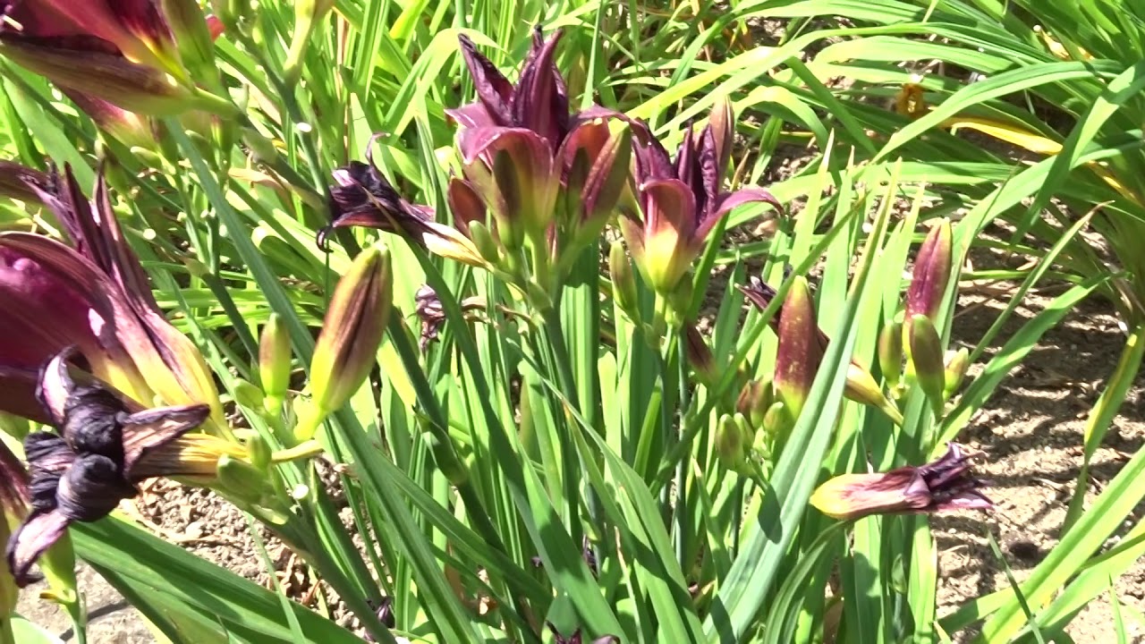Hemerocallis var. Grape Velvet