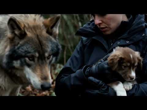 What Happens When Wolves Become Your Friends?