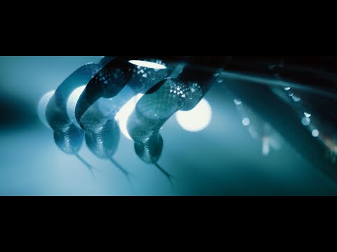Versus Me - Snakes (Official Music Video)