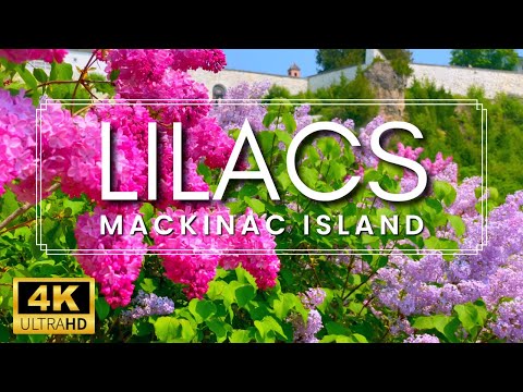 THE LARGEST LILACS IN THE WORLD!!! | Mackinac Island Lilac Festival 2023 | Lilac Garden Tour