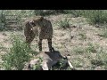 HARNAS Cheetah Makes Wildebeest Kill