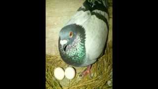 preview picture of video 'Racing Pigeons Philippines 2013'