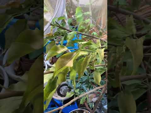 なぜ私の梅の木は泣いているのですか？果樹の原因、ヒントと予防  庭園