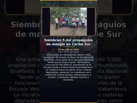 Siembran 5 mil propágulos de mangle en Caribe Sur