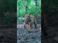 Tiger Attacking Kid In Jungle Raailaxmi Shorts Mirugaa Trendingshorts