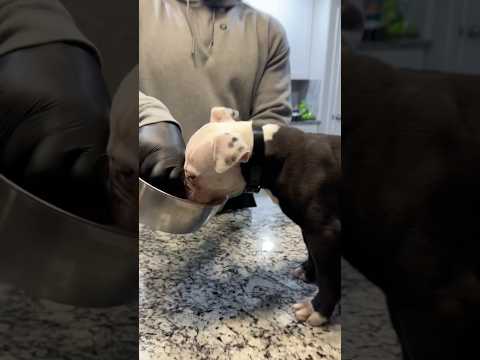 Preventing/Managing Dog Food Aggression