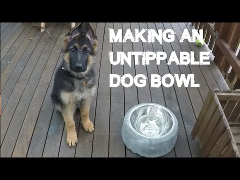 YouTube video about: Why does my dog flip his water bowl?