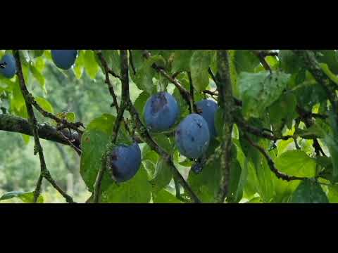 č. 254. Švestka domácí