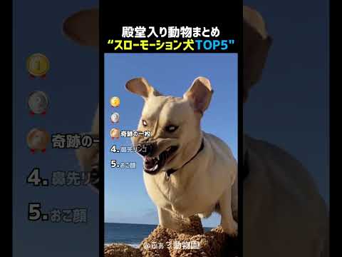 スロー再生された犬TOP5 🐶🎥