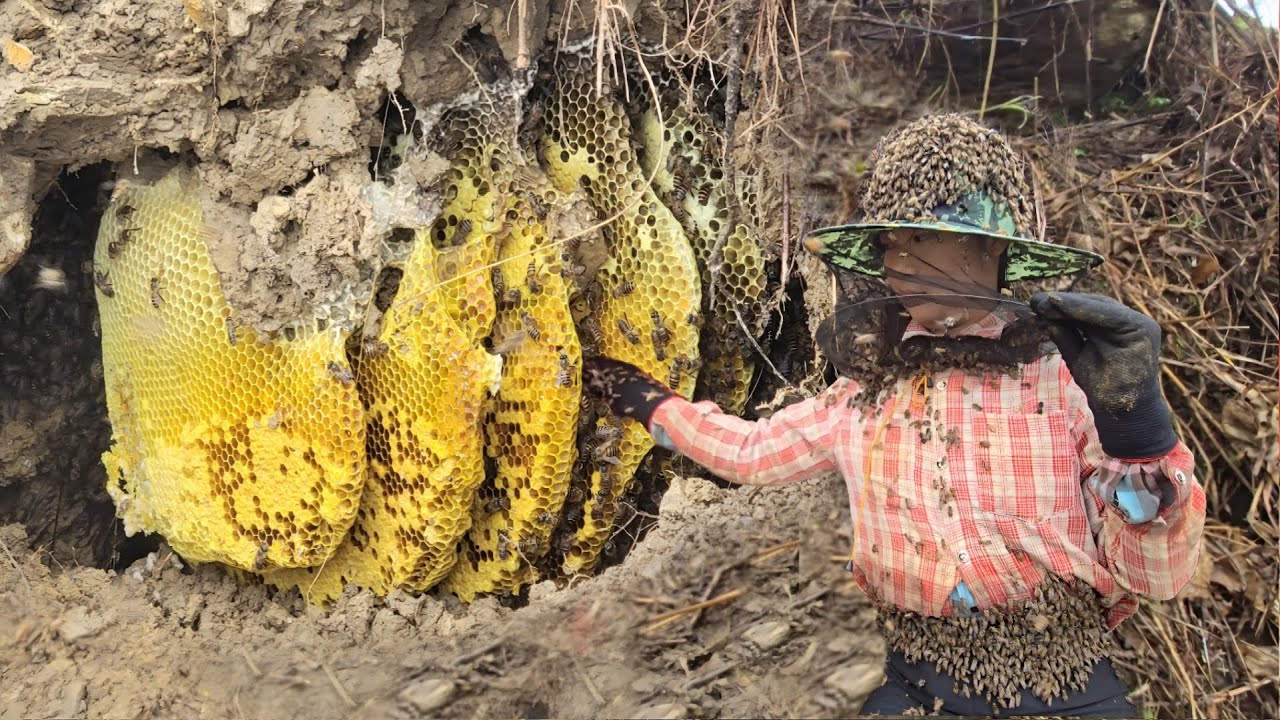 Vietnamese girl catches giant beehive, with smart dogs - ha thi muon