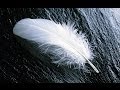 Forrest Gump (Feather Theme)