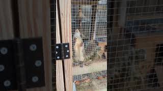 Download lagu #squirrel #shorts #squirrelvideo #animalsdoingthings #wildlife #viralvideo #cuteanimals #foryou mp3