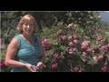 Rose Gardening : How to Prune a Knock Out Rose ...