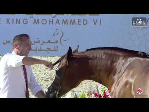 N 28 YASMINA AL MEYDAN   Abu Dhabi International AHC 2023   Fillies 2 3 Years Old Class 2A